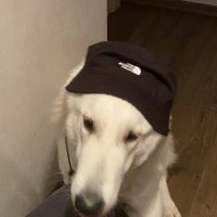 CryptoCreep (@bandera95rus) 's Twitter Profile