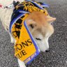KNT_MUR's profile picture. AB型 山羊座 秋田県生まれ 宮城県育ち ベガルタ仙台とサッカー日本代表サポです 麺類好きです タバスコを60mlなら一気飲み出来ます ドラクエVの花嫁はビアンカ派です 豆柴を飼ってます