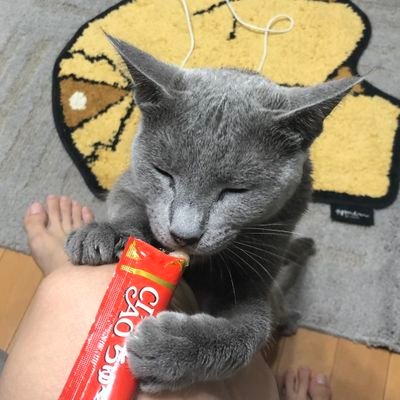 ボールパイソン飼育2022/10月〜
現在21匹飼育中 今期初ブリード挑戦中
ゴーストクラウンコンボを狙って頑張ります!!
無言フォロー失礼致します🙇