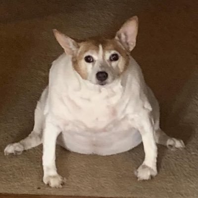 tarami249's profile picture. @MUKOGAWA6565