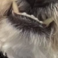 VAMPπ (@curtis46754) 's Twitter Profile Photo VAMPπ (@curtis46754) 's Twitter Profile Photo