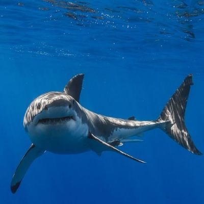 LusGustavo41856's profile picture. 