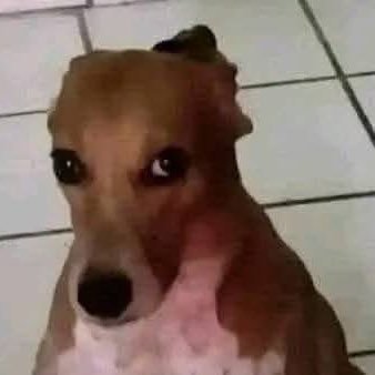 LuisHer12890086's profile picture. lm