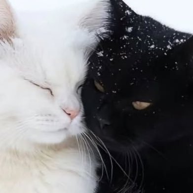 ccbl_rituko's profile picture. -𝑪𝒉𝒆𝒄𝒌𝒎𝒂𝒕𝒆-