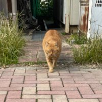 シんのす (@cs0214l) 's Twitter Profile