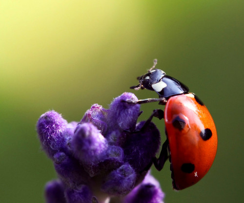 begologa's profile picture. #PRIMATOLOGY #AnimalWelfare &  #AnimalBehavior 
#Conservation & #Ecology
#PHOTOGRAPHY #HumanCultures