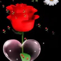 الورد يسقى بالحب 🌹 (@bmwdy95185) Twitter profile photo