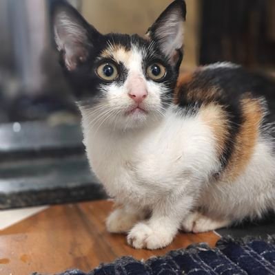 Mohdtahir009's profile picture. 