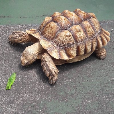 turpoliticstle's profile picture. The UK is broken.
At this rate, a turtle can outlast the UK.
I only wish a peaceful life for everyone, just like how a turtle lives.