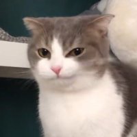 LISA COMMUNITY NOTES (@lisasrate) 's Twitter Profile