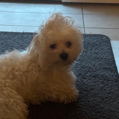 ChaosQuennBee's profile picture. 