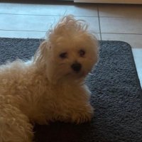 ChaosQueen (@chaosquennbee) 's Twitter Profile