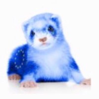 Ferret (@ferretgrove) 's Twitter Profile Photo Ferret (@ferretgrove) 's Twitter Profile Photo