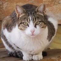 Ugurux (@ugurux) 's Twitter Profile