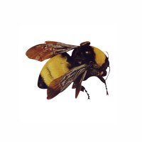 meanbee🎃 (@neyabee_) 's Twitter Profile Photo