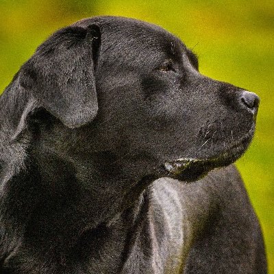 Everybody believes they have the best pet and everybody is right. We are no exception. We believe our labradors are the very best. 😍
No DMs, please.
