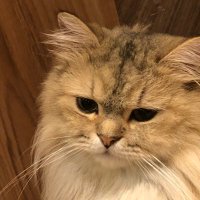 へるなんです (@dtwv1t) 's Twitter Profile