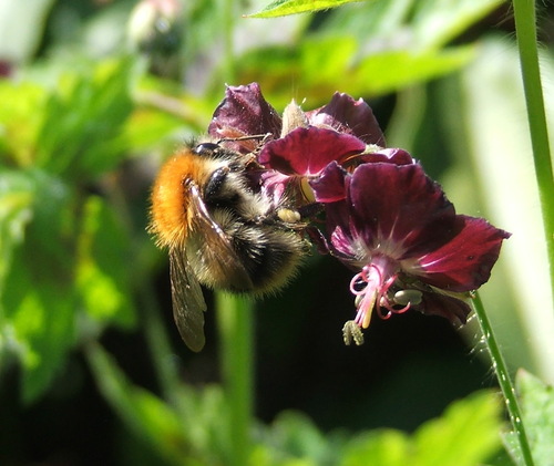 Gardening columnist with the Sunday Business Post