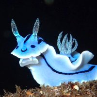 ウミウシ/Toshiyuki (@toshiyuki_lbl) 's Twitter Profile Photo