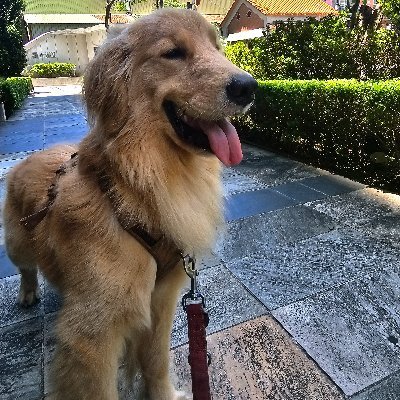 xiao_ho888's profile picture. 