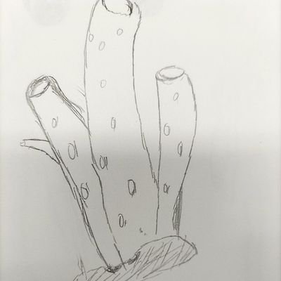 Shiyou_research's profile picture. 高2/動物の鳴き声の共通性と相違性/情報・古典のアトラス/オピストコンタ/分類学/看護学/言語学/理論屋/最近少し実験屋