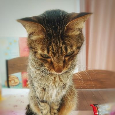あや✿*:･ﾟさんのプロフィール画像