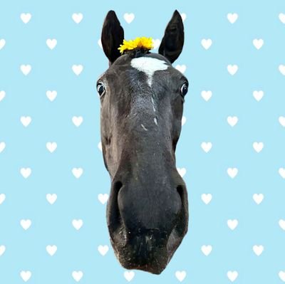 会いに行けるアイドル、リトルアイドルです🐴🌼大島静夫厩舎所属の4歳オシャレ女子、佐賀で競走馬とアイドルしてます🌼アタチのお世話係のカナちゃんと👷♀️アタチの通訳さんとで👩🦰お届けするぼ💡応援に来てくれたら嬉しいぼっ📣頑張るぼっ‼️
