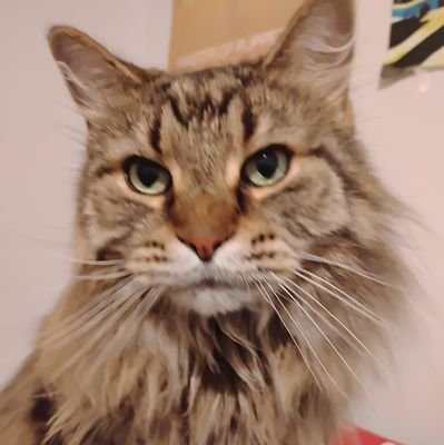 @TheLordofCats7
