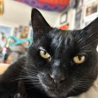 zephycat229- they stole my account (@zephcat229) 's Twitter Profile