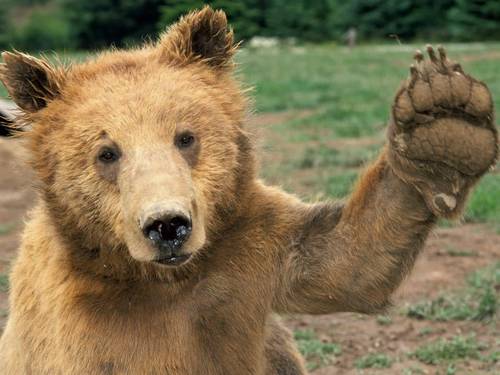Just a bear like any other. I enjoy a diet of both vegetable and flesh and when I'm not dining (or sleeping) I've been known to dabble in a little programming.