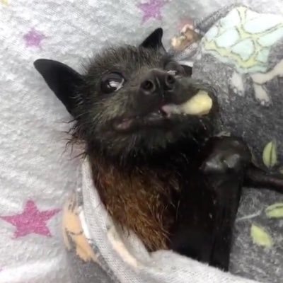 VampBimbo's profile picture. 29| 🖤🦇✨| DM for content | 21+