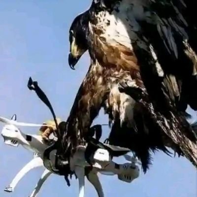 Edwinfor204's profile picture. *Those who do not understand true pain can never understand true peace*
