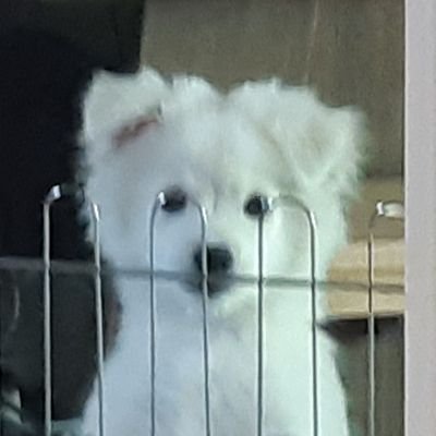 제법 죽은 바오밥밥밥 Profile