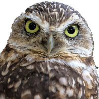 Tecolote 🇺🇸🇸🇻 (@t_colote) 's Twitter Profile
