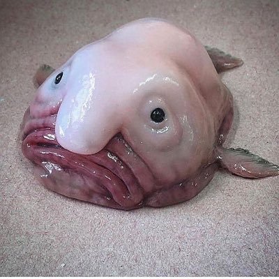 peppaa_spla's profile picture. エロ垢以外基本フォロバします。🗝→@pepepepe_ura カーデコ歴5年