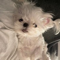 Cla22 (@shu8867) 's Twitter Profile