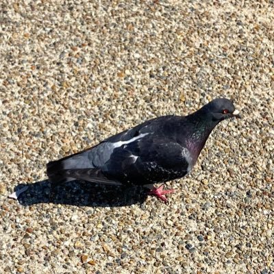 Tana_Copter's profile picture. JSK⇒SU25/大学用垢につき低浮上/🚧工事中🚧