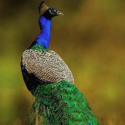DivyashreeAR21's profile picture. 