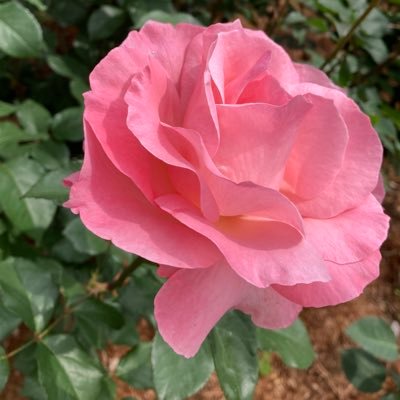 vP0B9XoVom28039's profile picture. 猪年生まれ🐗誕生石オパール💎好き→日本の四季と自然🇯🇵⛩️旅と猫とカエル🐱🐸LUNA SEA🌙敬宮愛子内親王殿下を皇太子様に🌸直系長子による皇位継承を✨