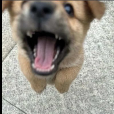 Cobolt_blueCo's profile picture. A