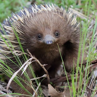 ngiswan9999's profile picture. 