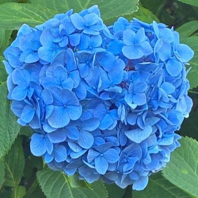 Kuroro_omakase's profile picture. 裏(に近い表)アカ そして大喜利アカと….