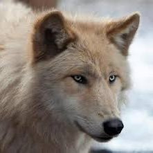 WolfWendy777's profile picture. 