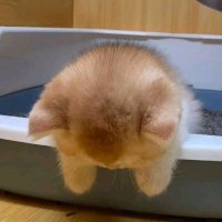 fluffiestcat63 (@fluffiestcat63) 's Twitter Profile