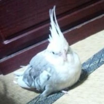 sinamonbird1's profile picture. 