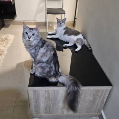 fariqzzz's profile picture. i tweet nonsense