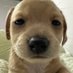 goody (@littlepuppiie) Twitter profile photo goody (@littlepuppiie) Twitter profile photo