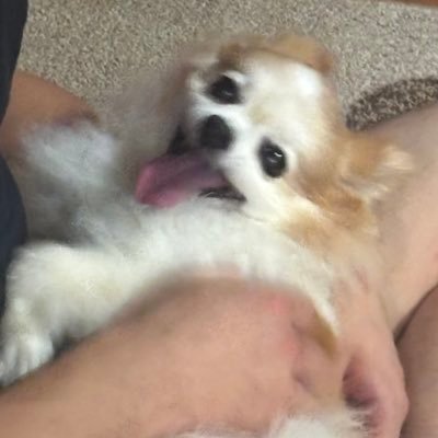 yuchiuksumitai's profile picture. イギリスワーホリ🇬🇧 情報収集アカウントです！気軽に絡んでください💖 🇨🇦に一年ワーホリしてました🇨🇦 無言フォロー失礼します🙇 日本では美容看護師、カナダではまつ毛屋さんしてました👀　美容に携わる仕事ができたら嬉しいです！