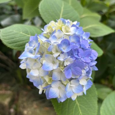 ❤塩源瑪瑙❤蝶々❤珊瑚❤薔薇❤ラリマー❤クンツァイト❤シャコ貝❤花翡翠❤ 高知の珊瑚ブローチ小 薔薇H -【当店限定】すべて1点もの、高知