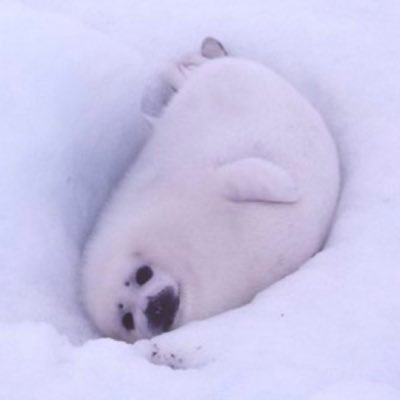 life_was_dog's profile picture. 